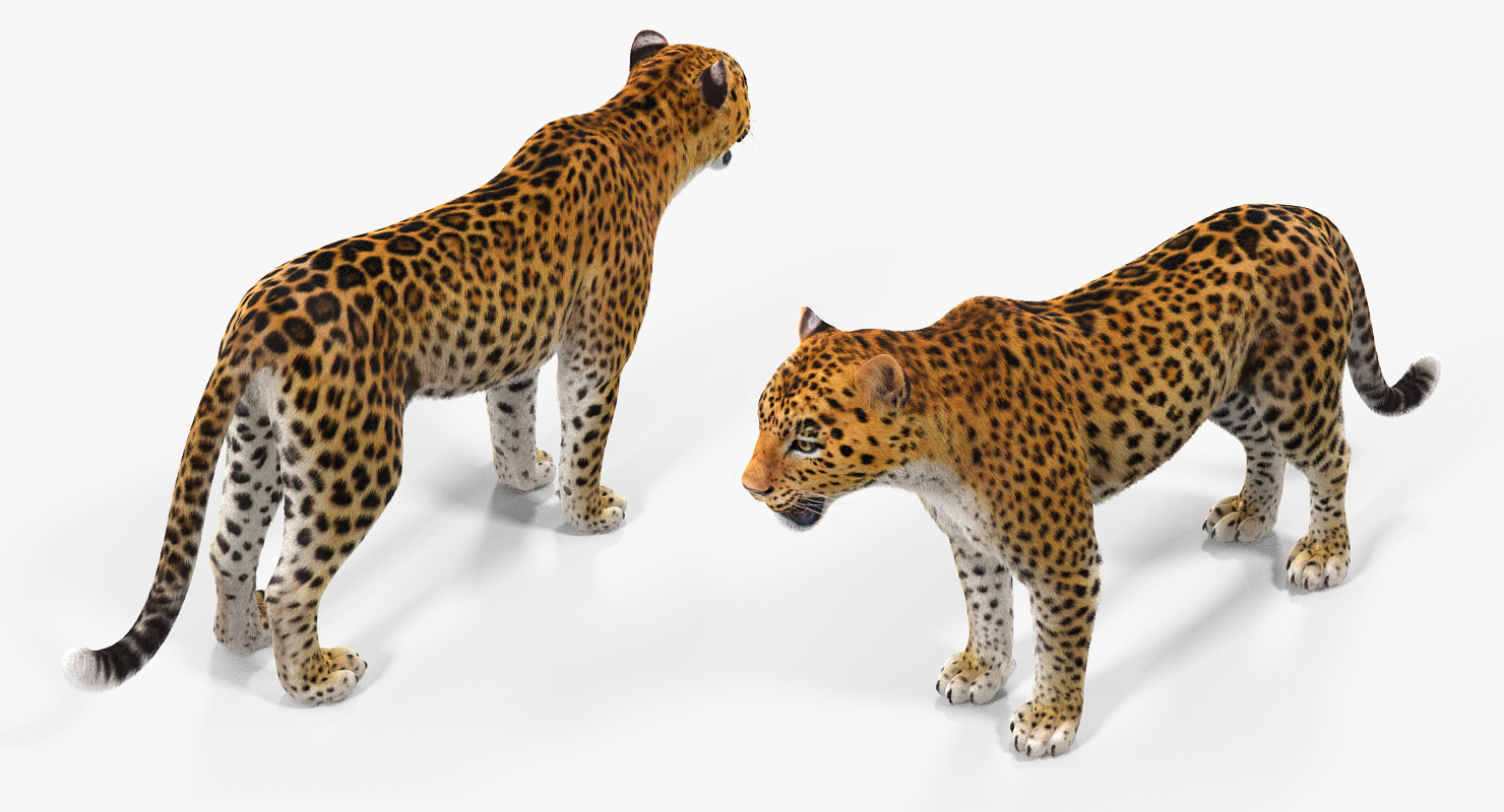 3D Leopard Rigged with Fur model