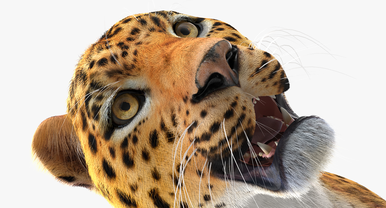 3D Leopard Rigged with Fur model