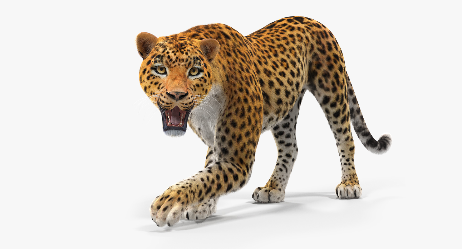 3D Leopard Rigged with Fur model