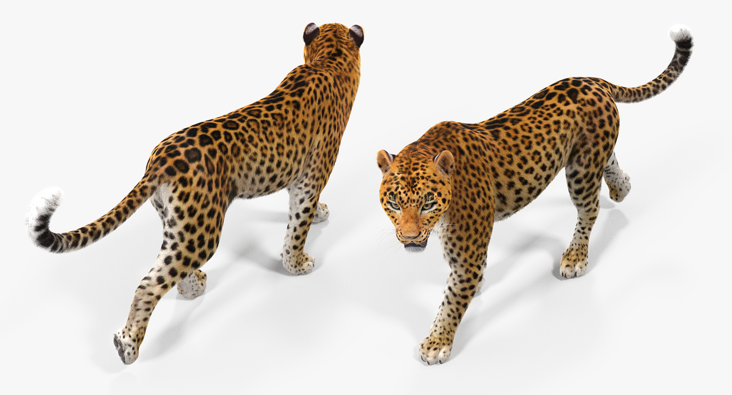 3D Leopard Rigged with Fur model