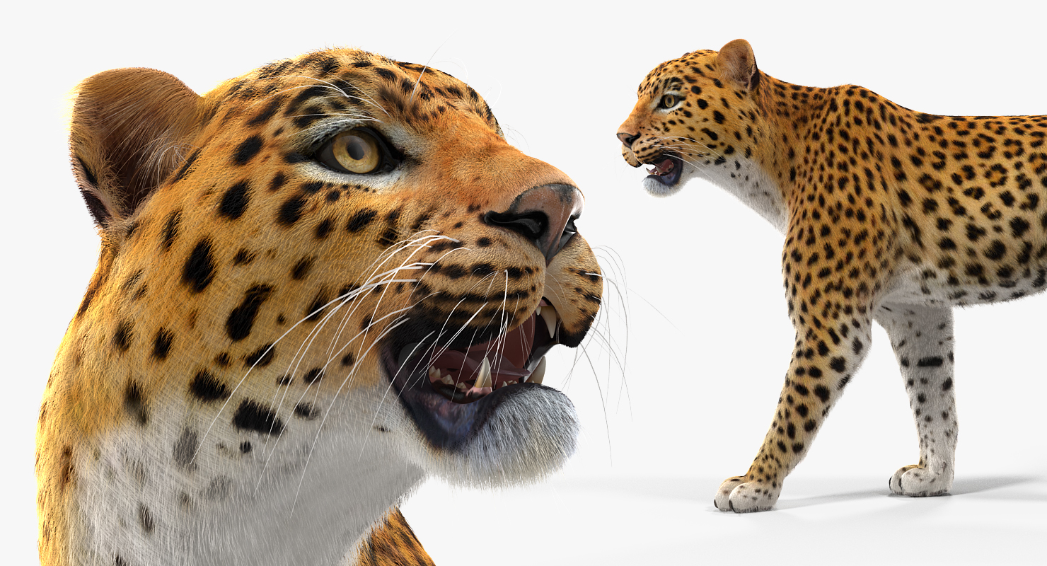 3D Leopard Rigged with Fur model