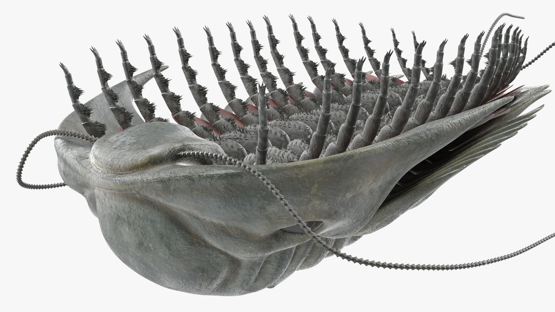 3D Trilobite Fur model
