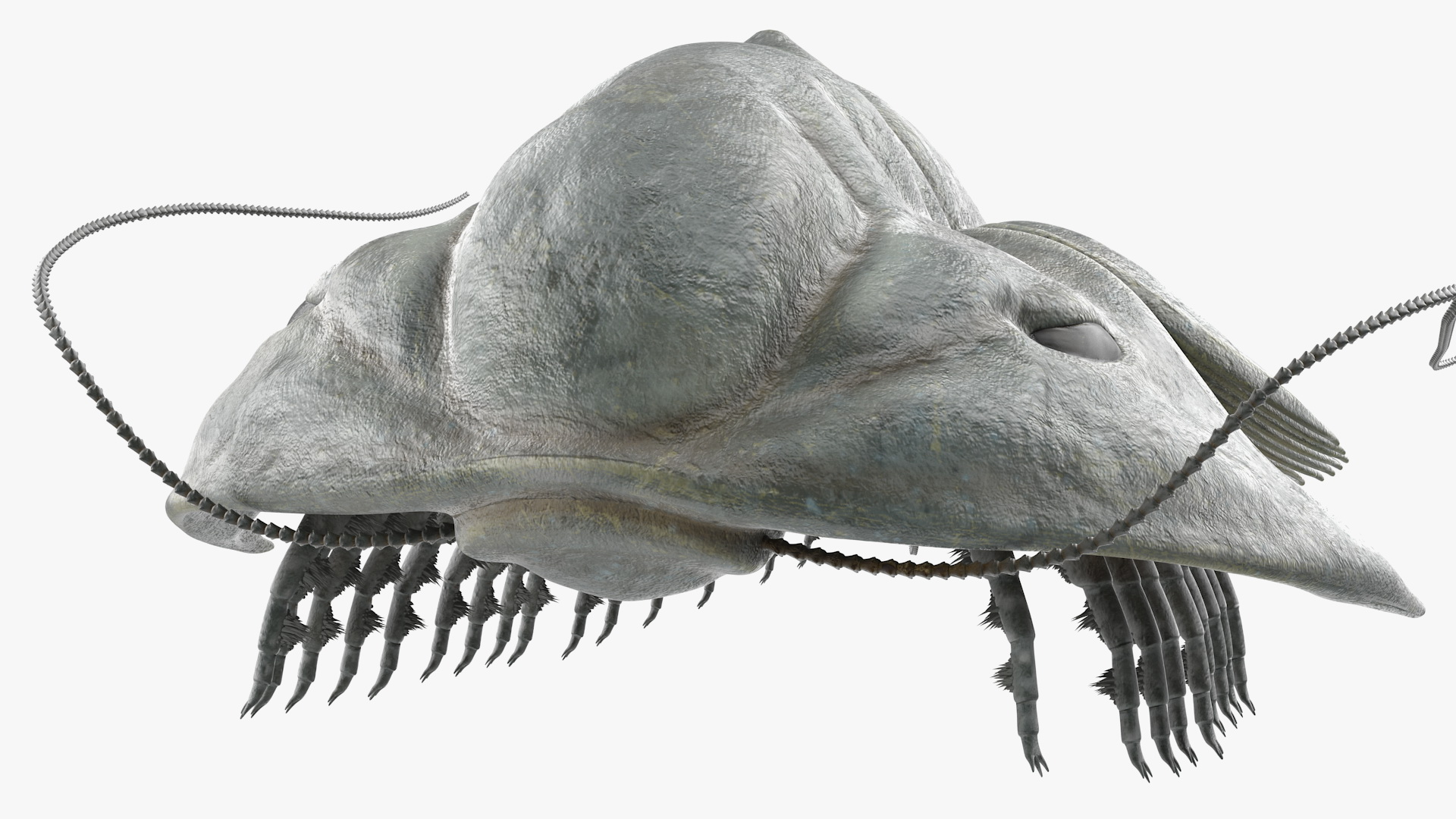 3D Trilobite Fur model