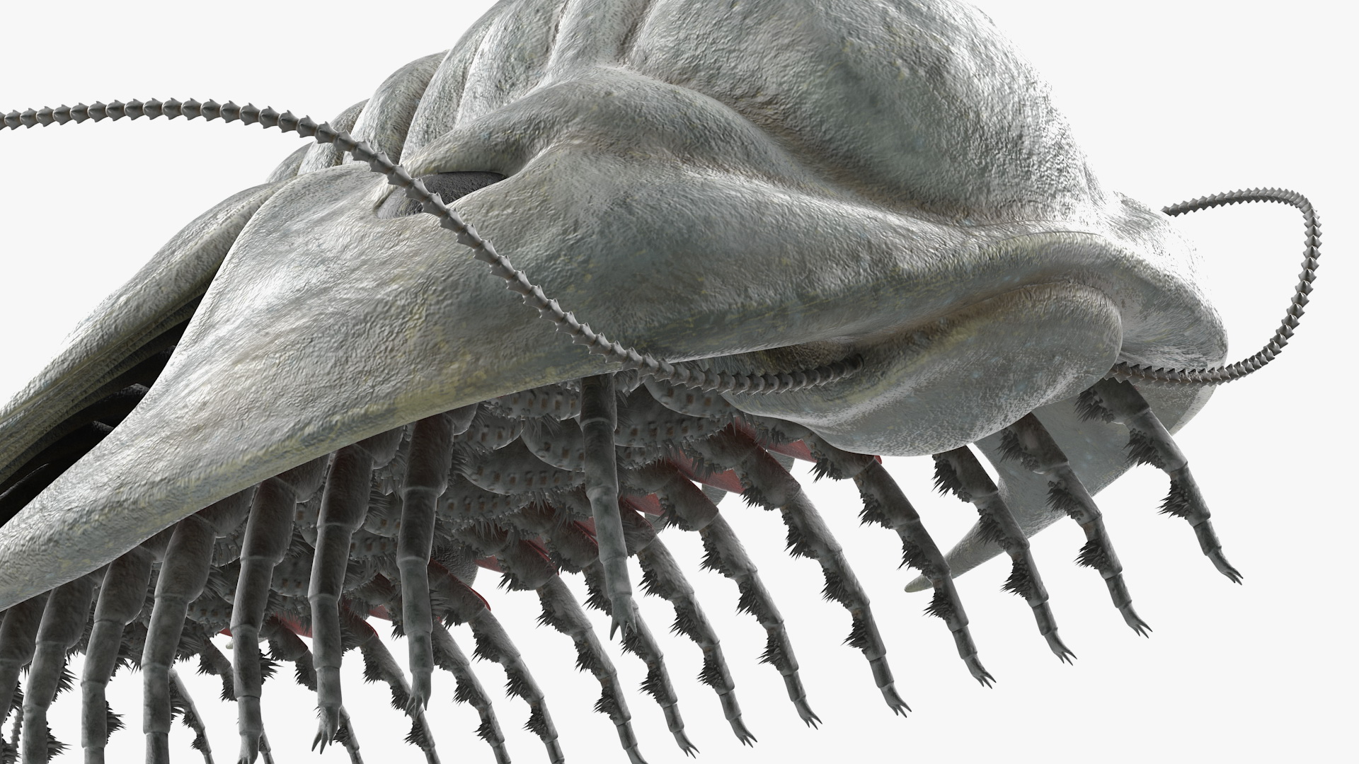 3D Trilobite Fur model
