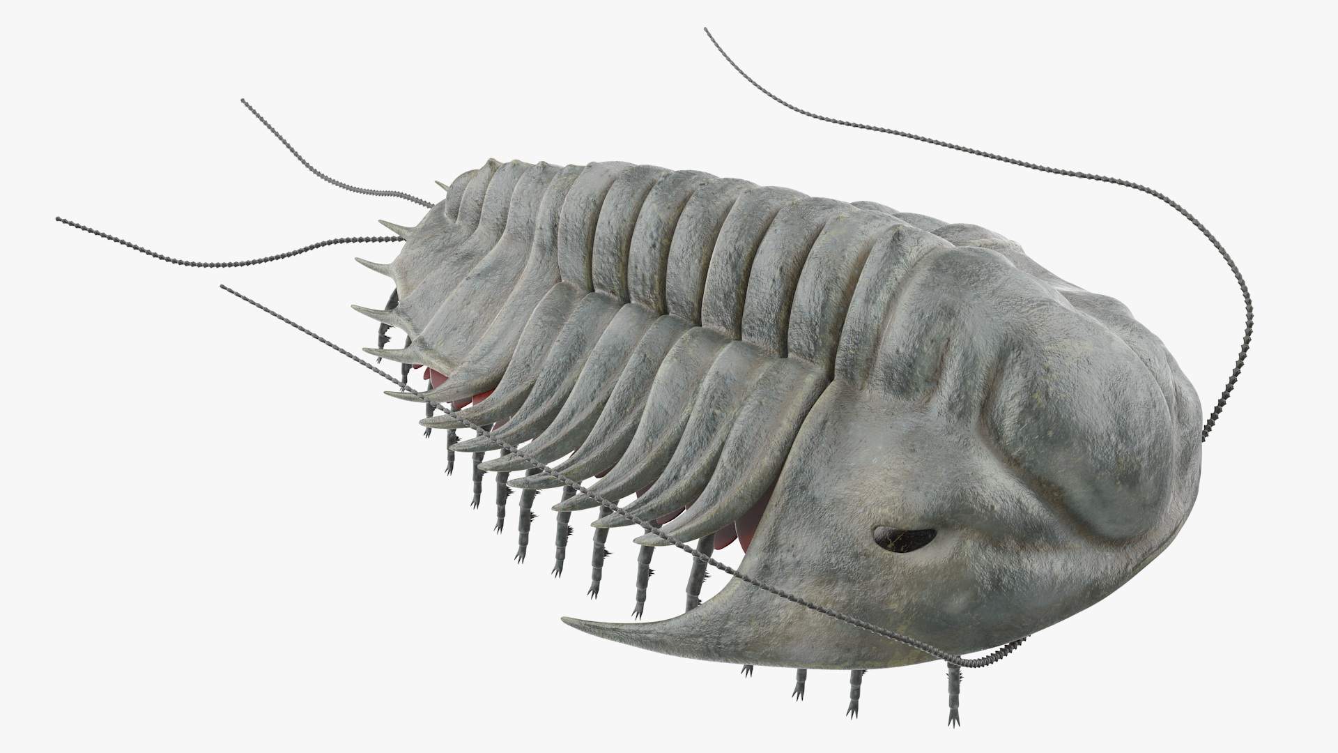 3D Trilobite Fur model