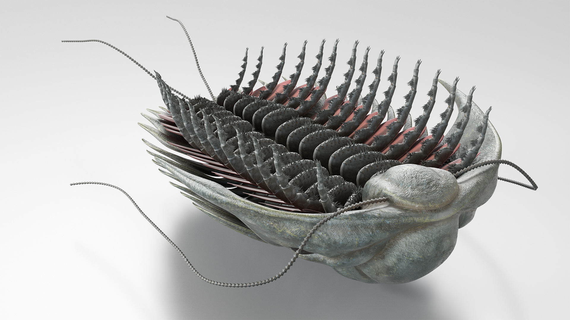 3D Trilobite Fur model