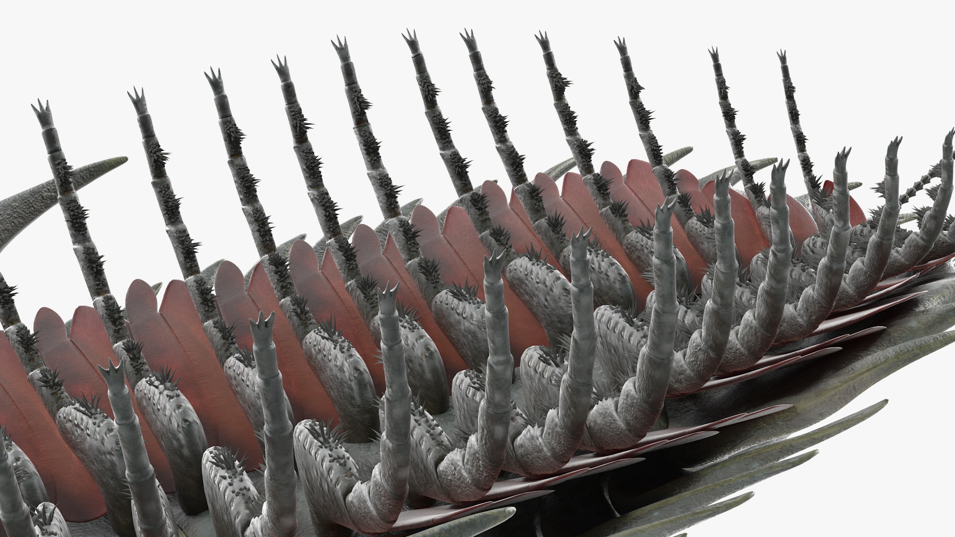 3D Trilobite Fur model