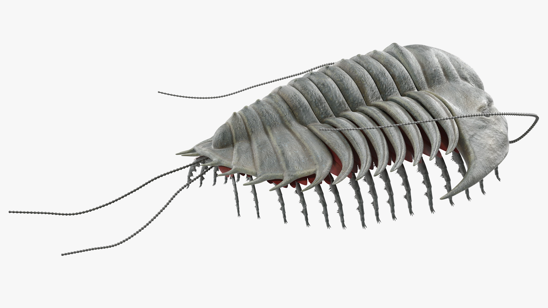 3D Trilobite Fur model