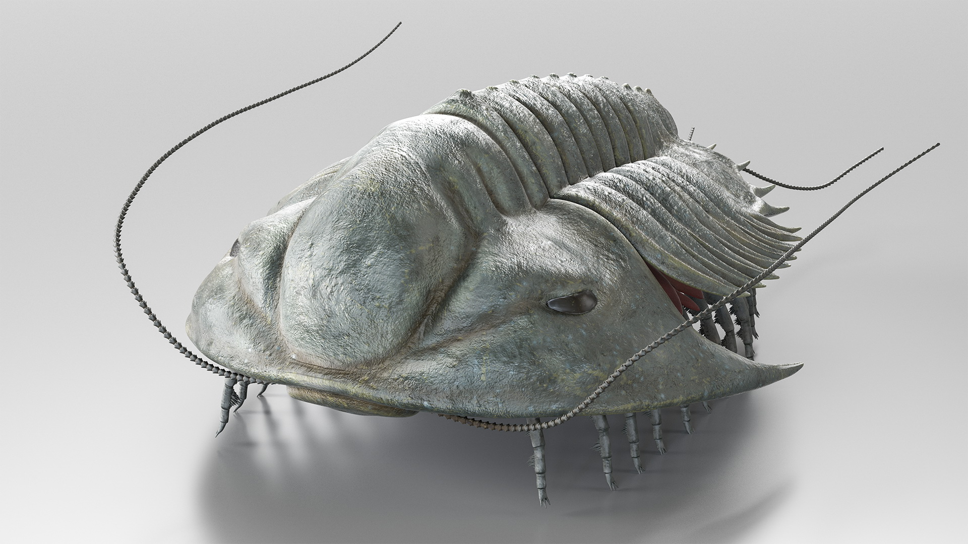 3D Trilobite Fur model