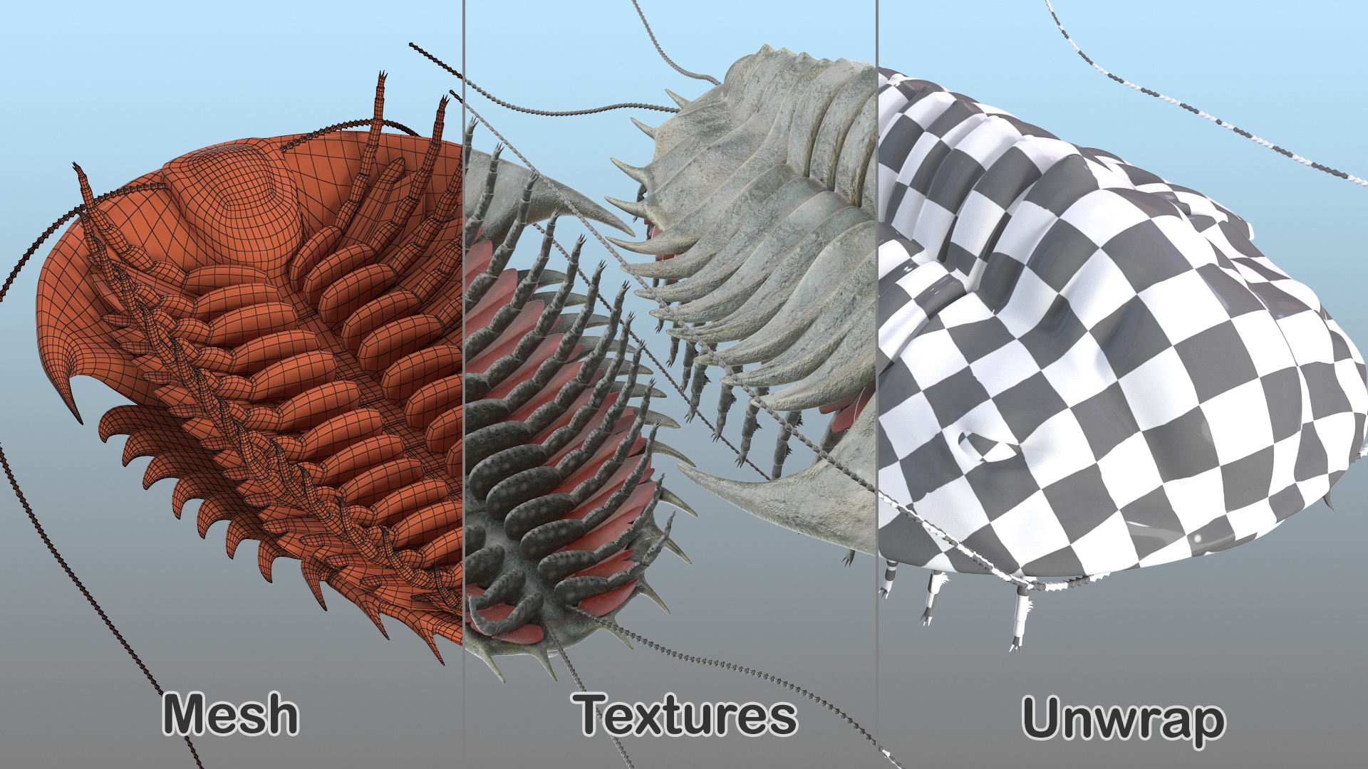 3D Trilobite Fur model