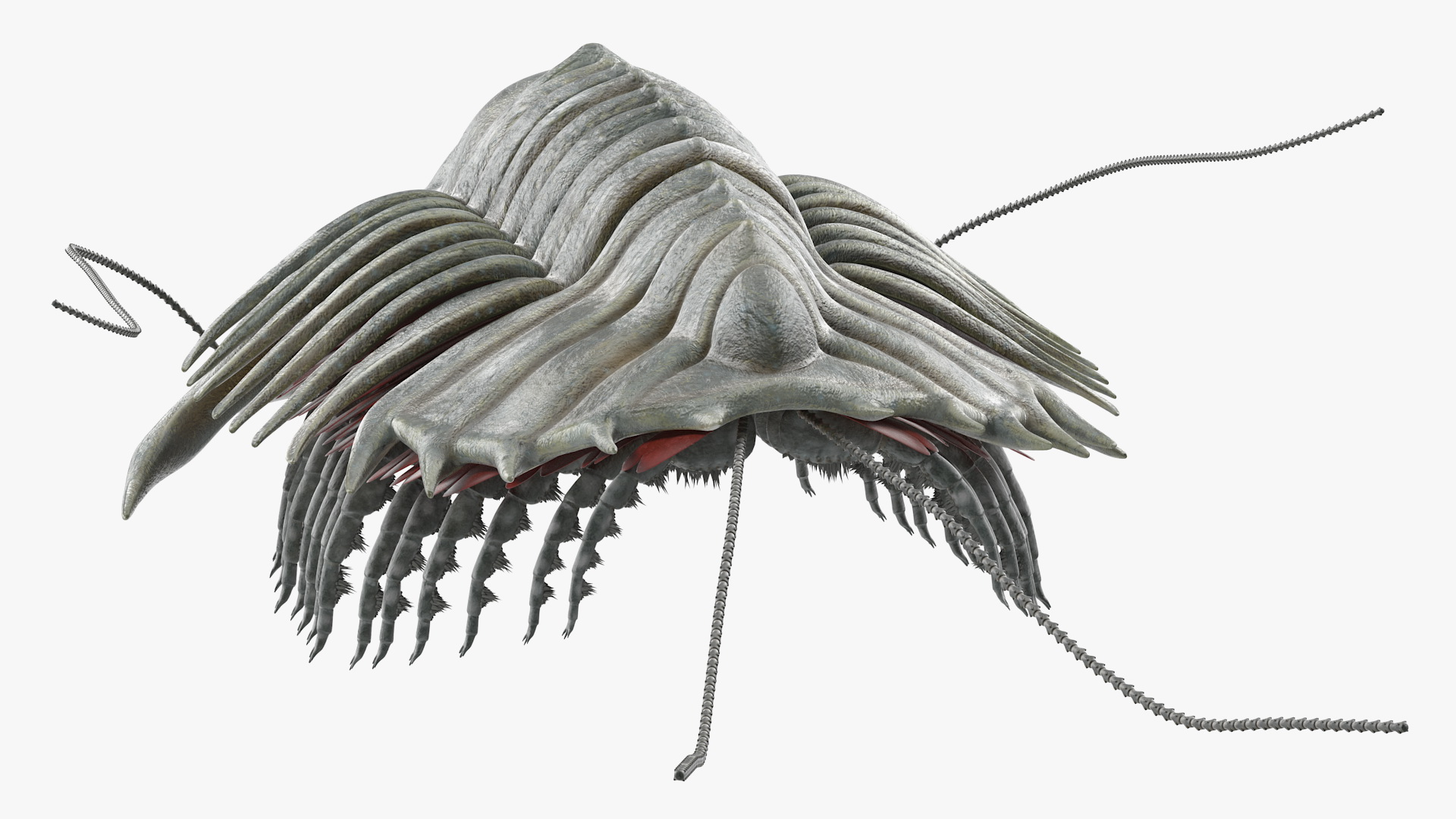3D Trilobite Fur model