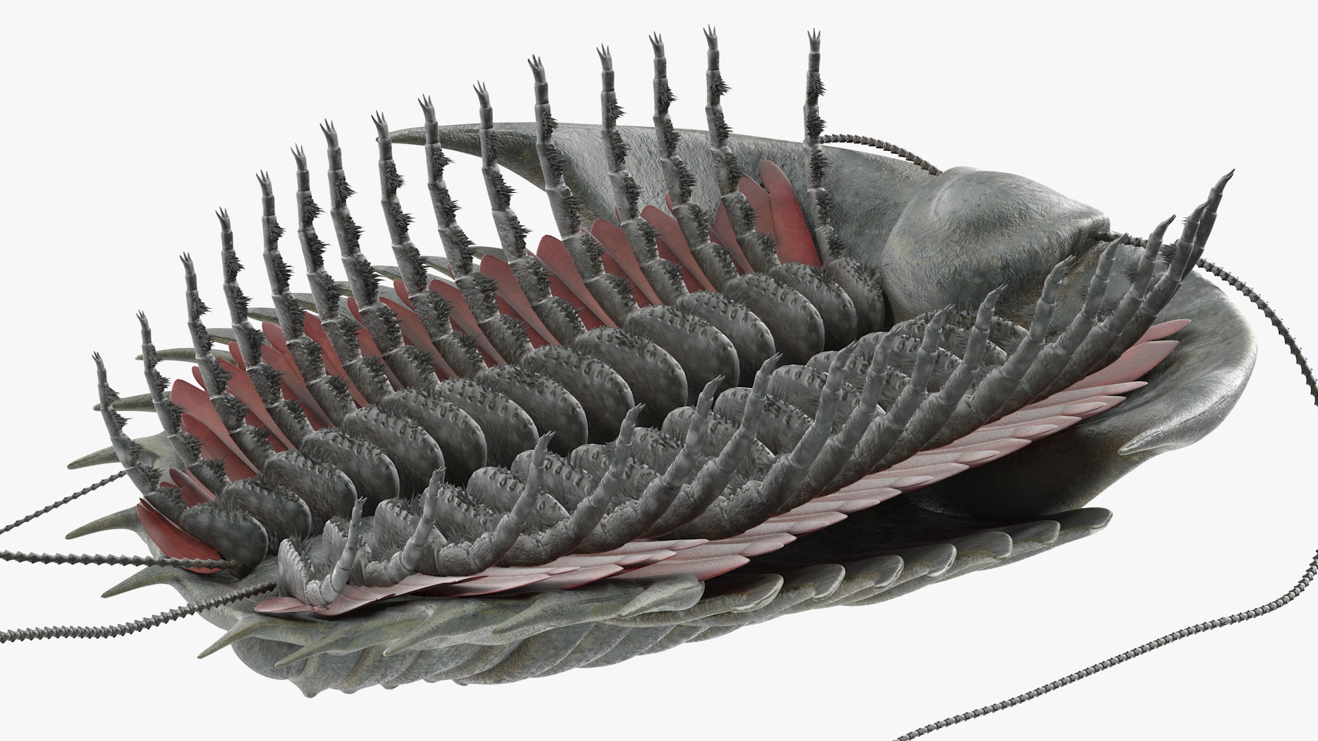 3D Trilobite Fur model
