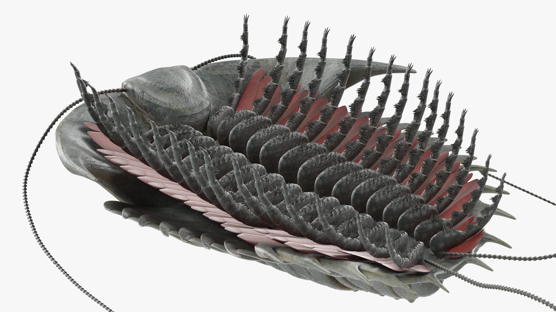3D Trilobite Fur model