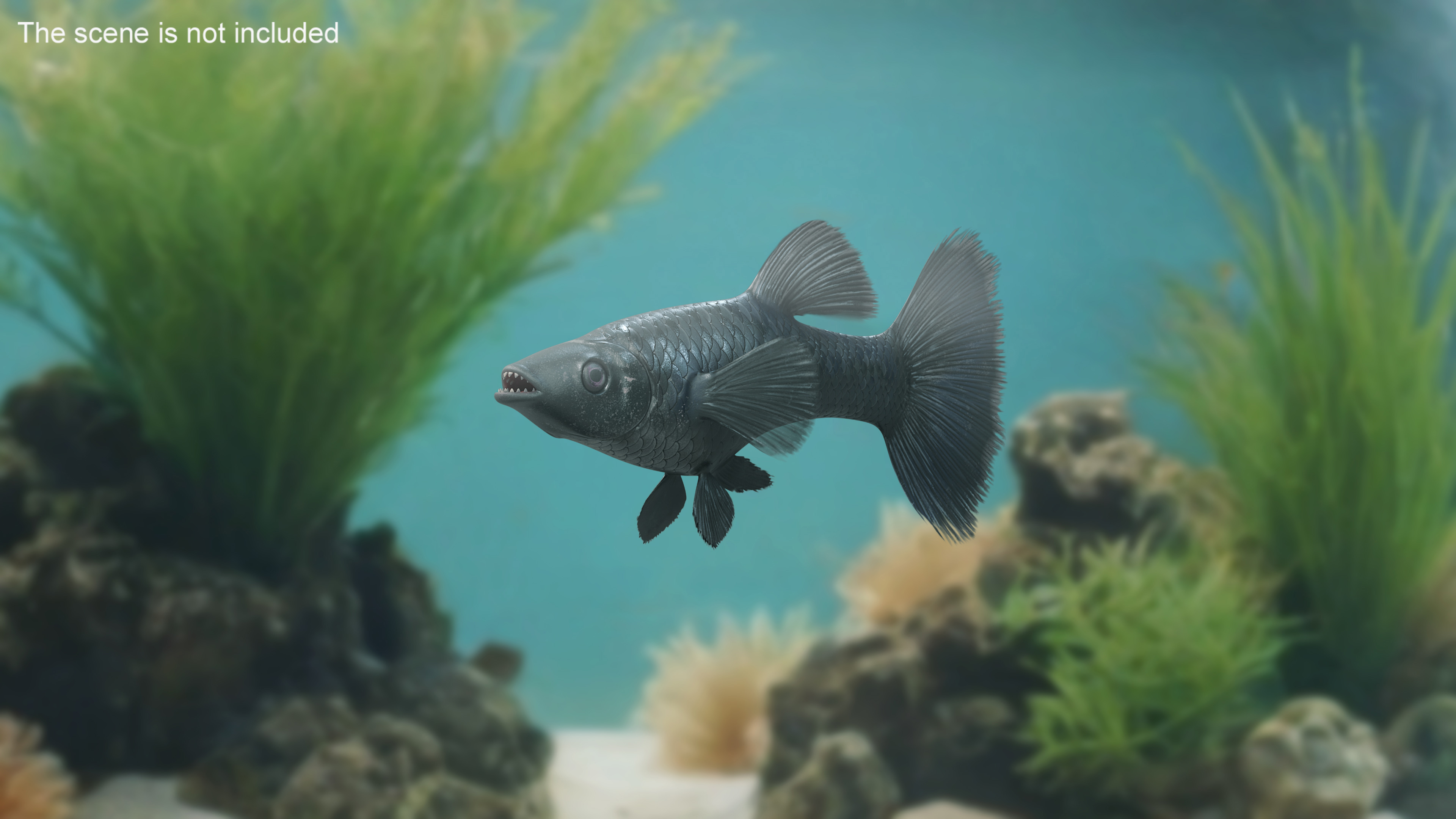 3D Guppy Fish Black Prince model