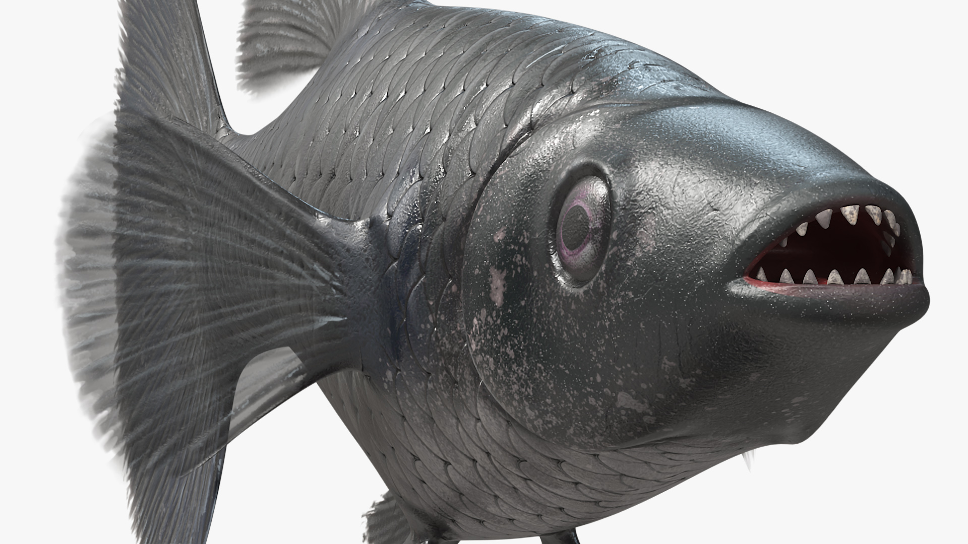 3D Guppy Fish Black Prince model