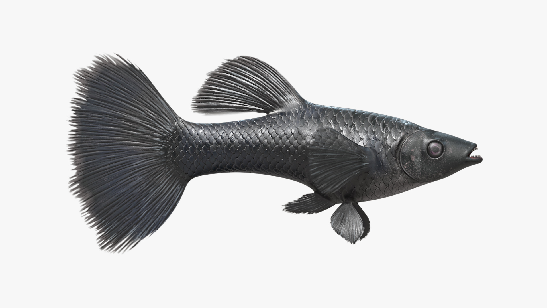 3D Guppy Fish Black Prince model
