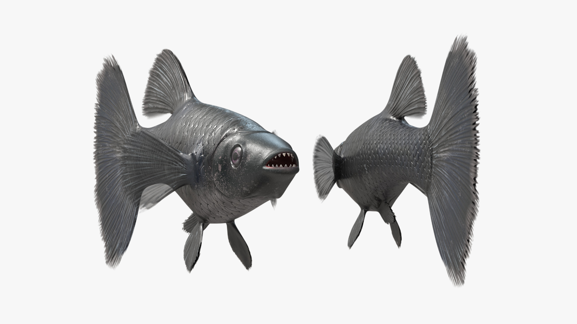 3D Guppy Fish Black Prince model