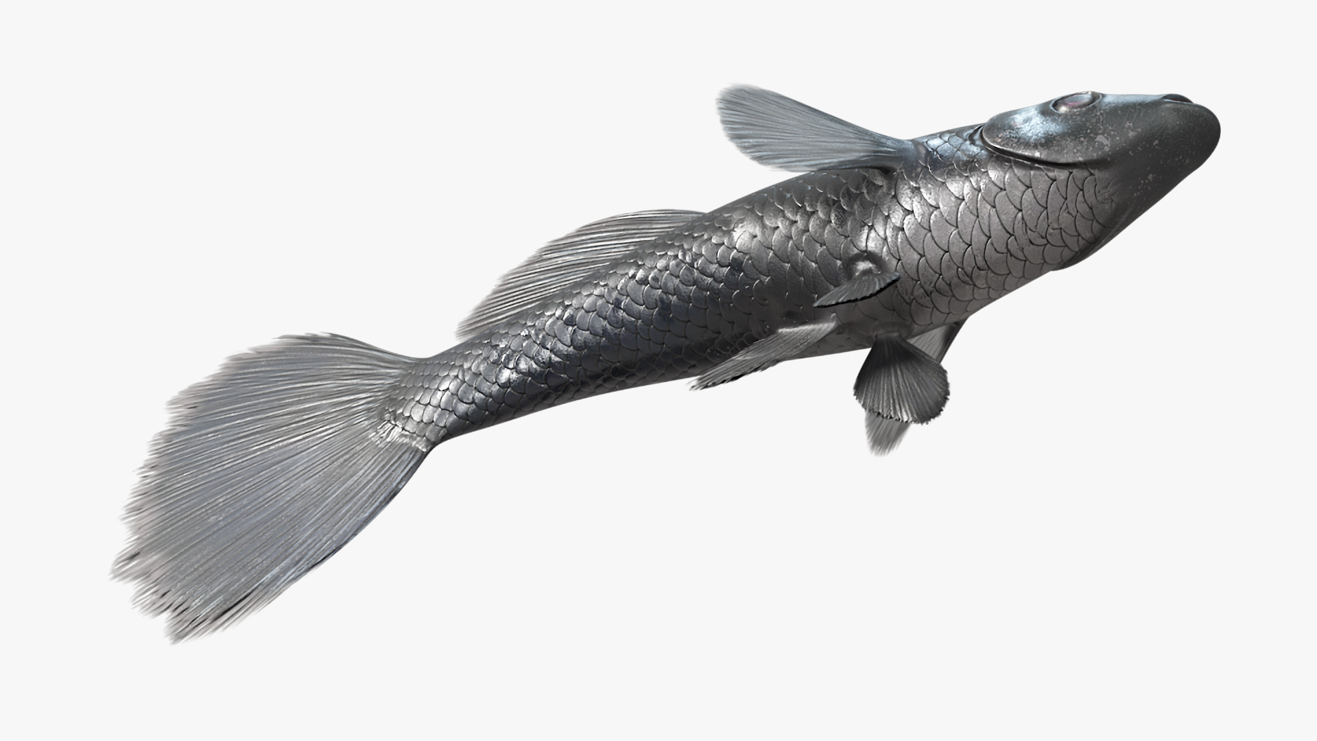 3D Guppy Fish Black Prince model