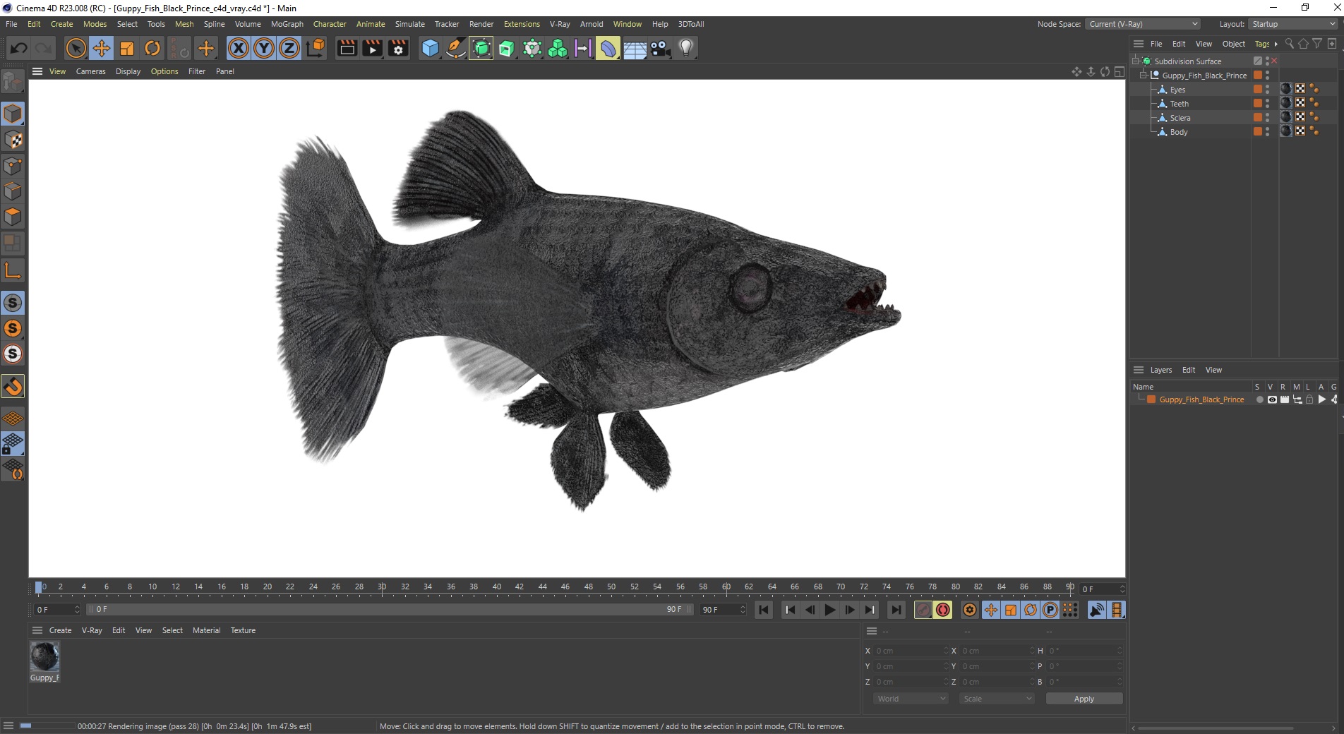 3D Guppy Fish Black Prince model