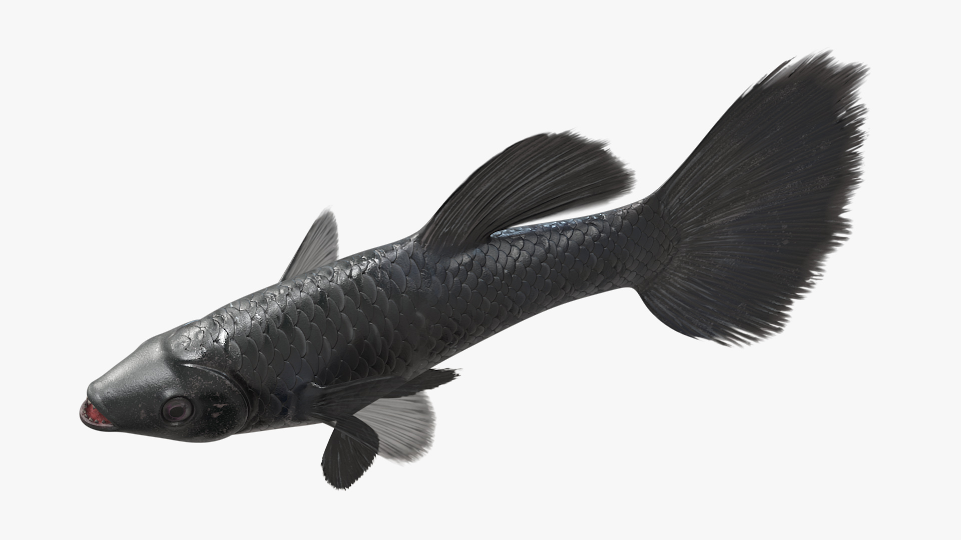 3D Guppy Fish Black Prince model