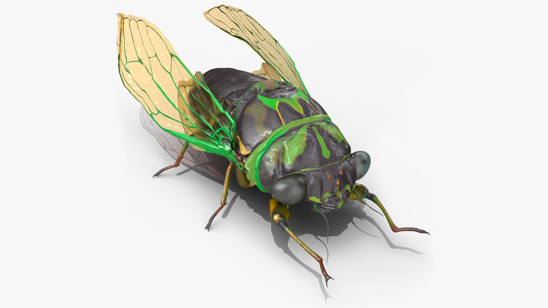 Cicada Rigged for Maya 3D
