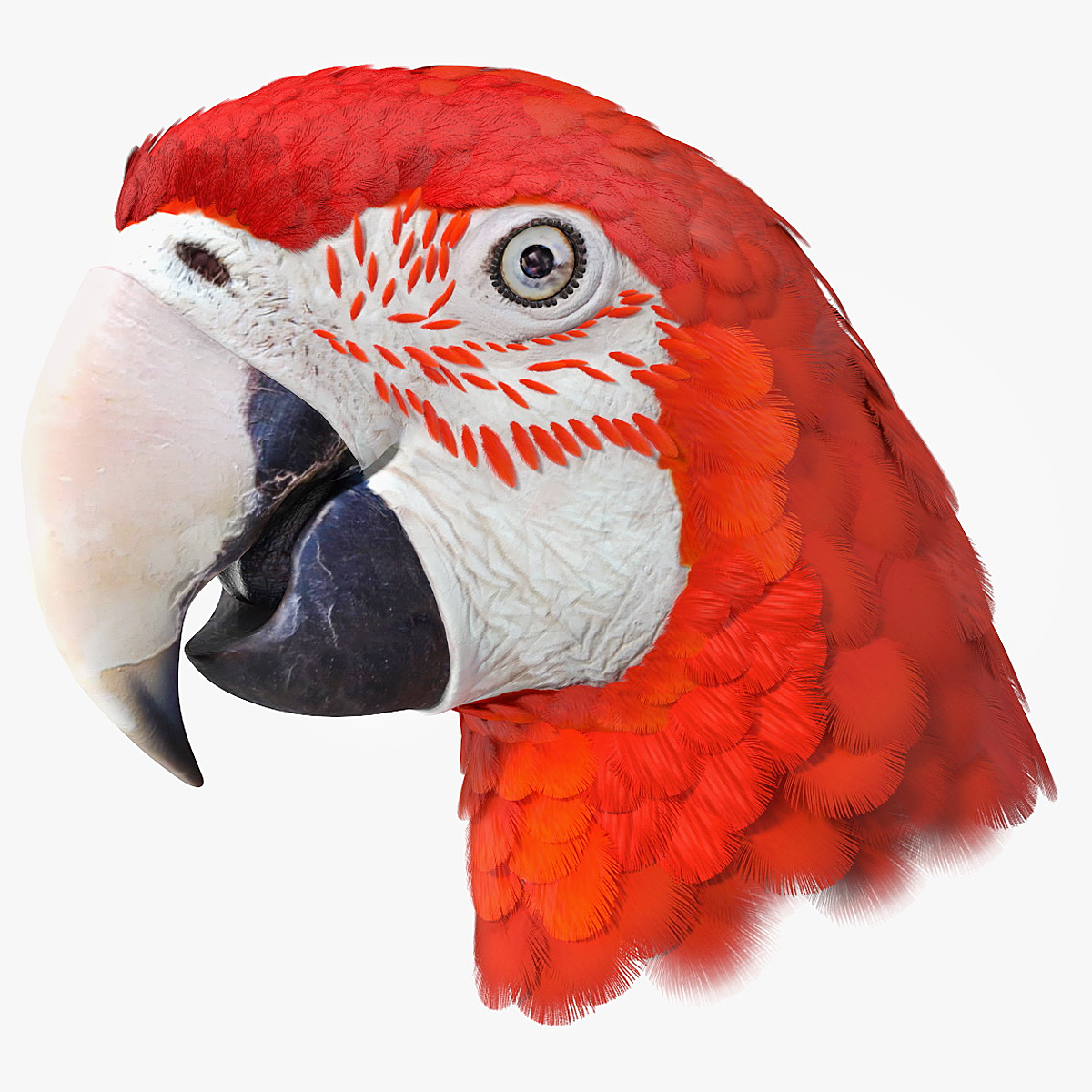 Red Green Macaw Parrot Head