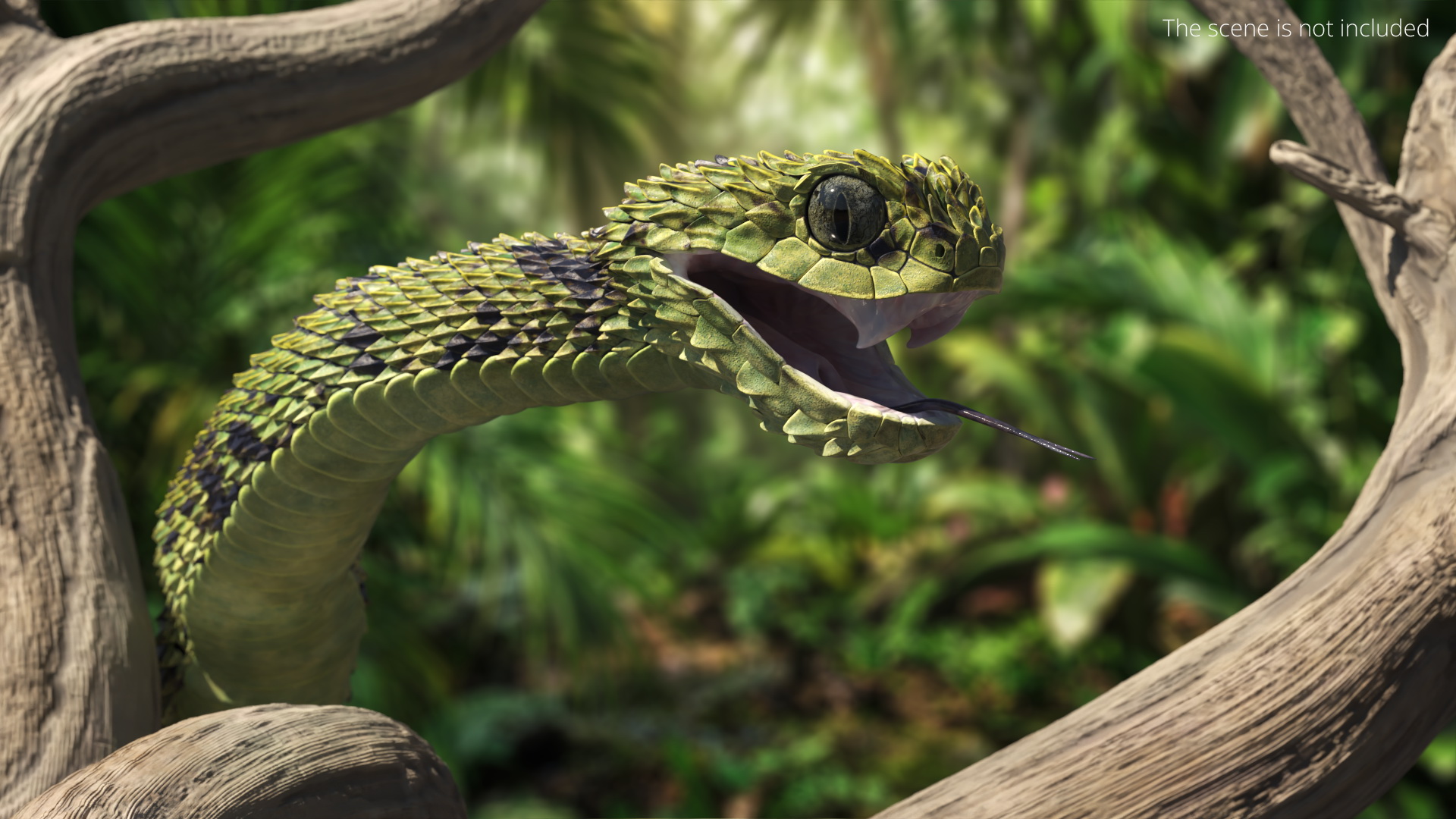 Green Bush Viper on Dry Tree Branch - view 2