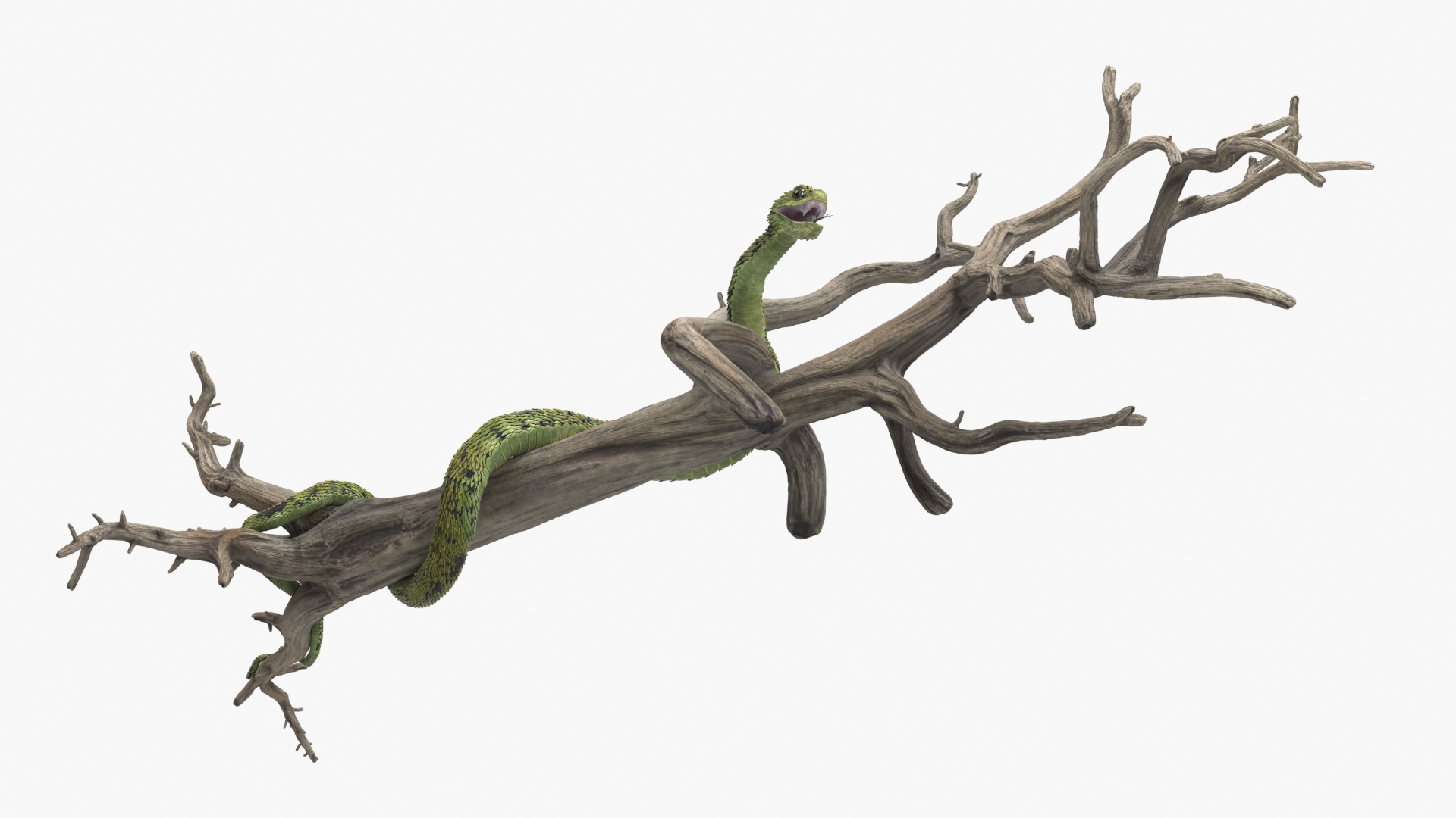 Green Bush Viper on Dry Tree Branch - view 5