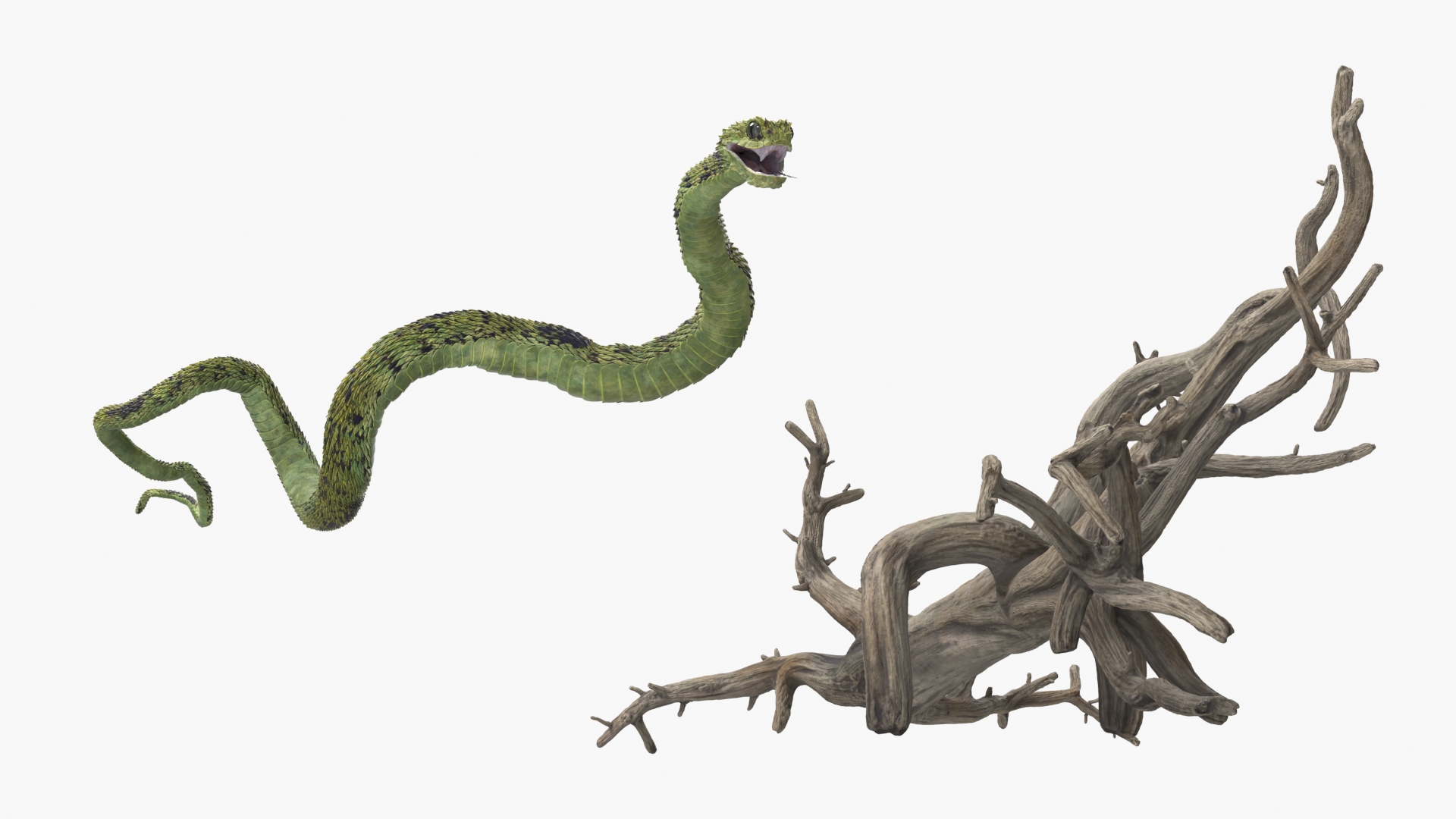 Green Bush Viper on Dry Tree Branch - view 7