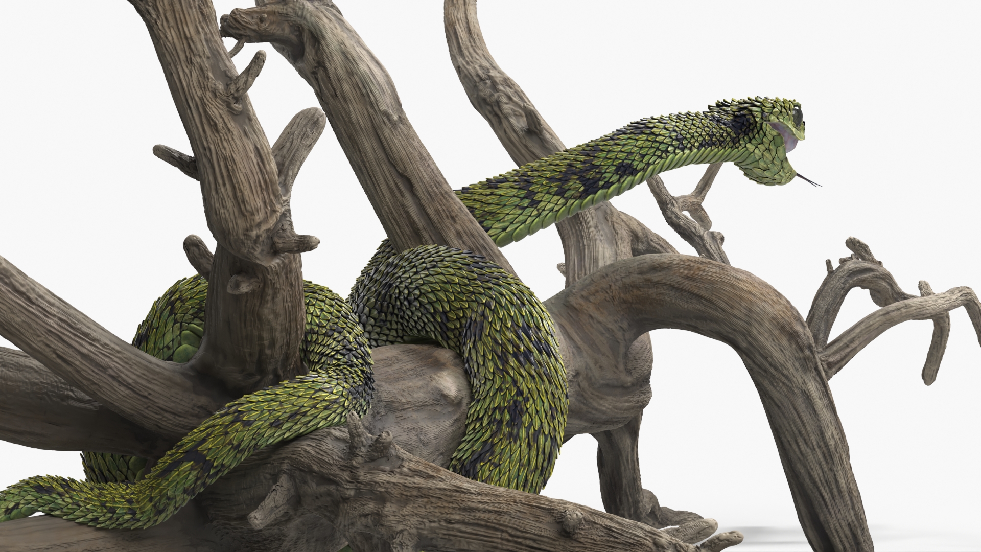 Green Bush Viper on Dry Tree Branch - view 6