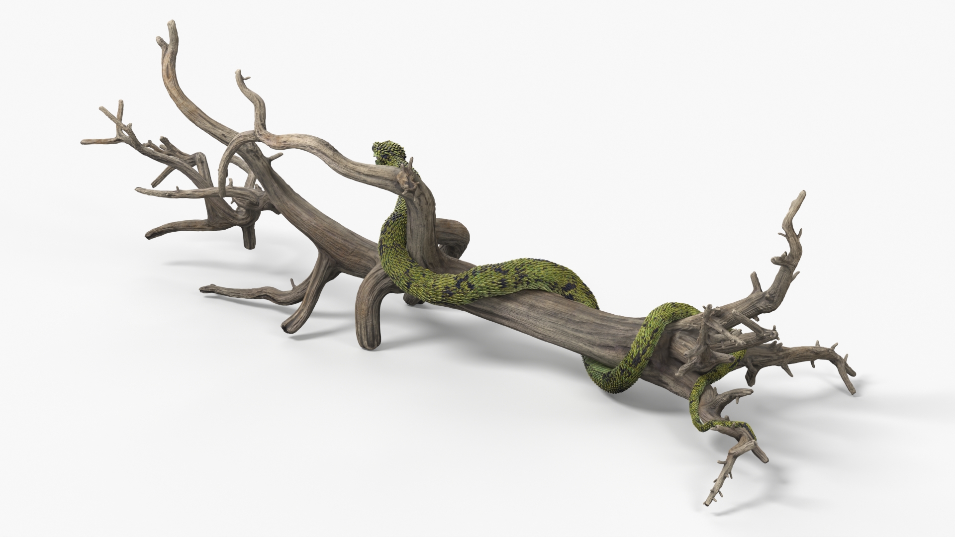 Green Bush Viper on Dry Tree Branch - view 4