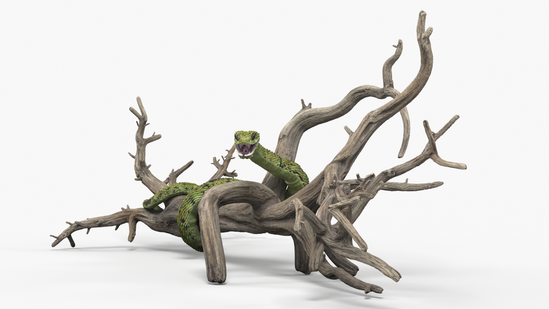 Green Bush Viper on Dry Tree Branch - view 3