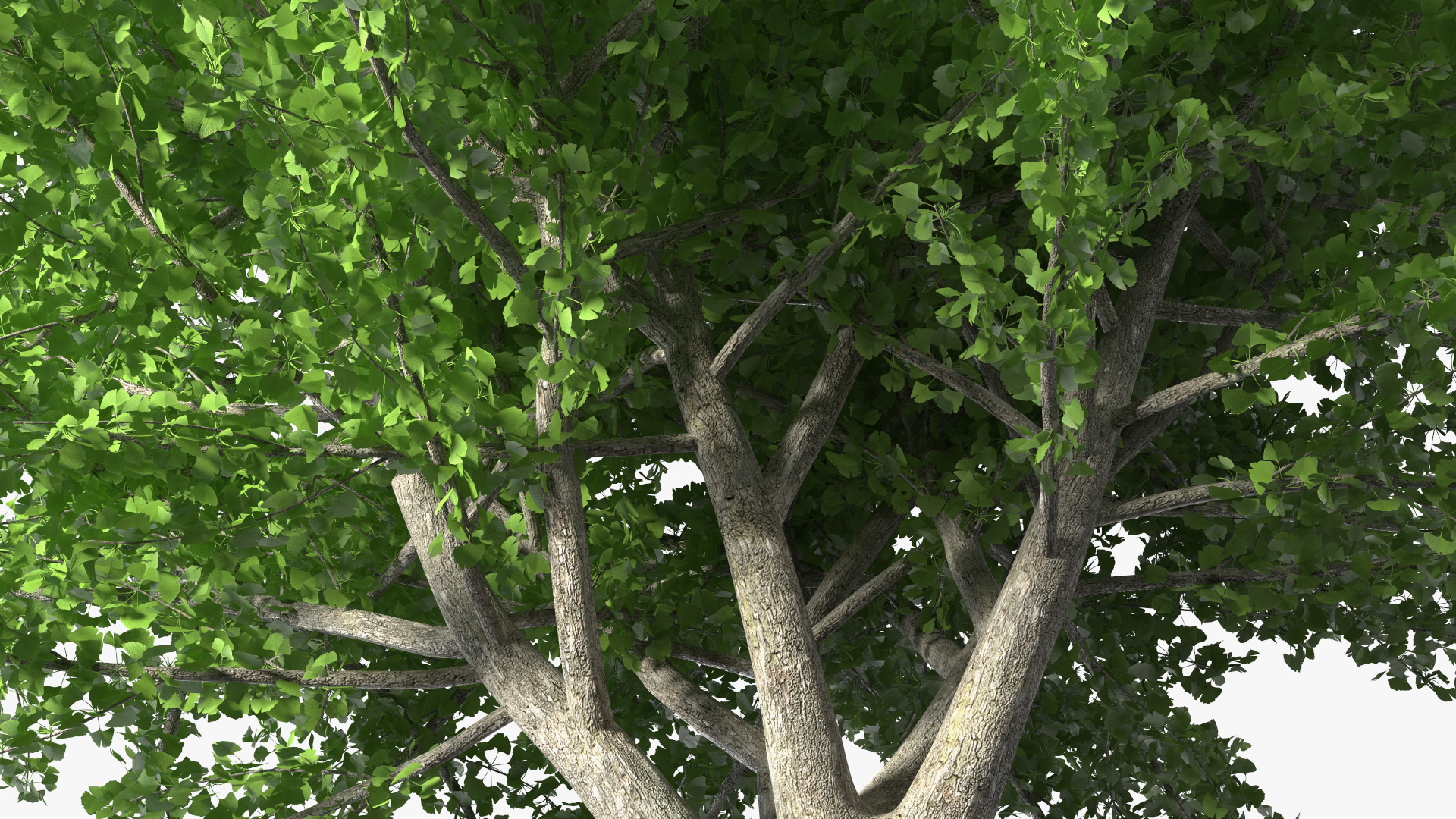 Ginkgo Tree Green 3D