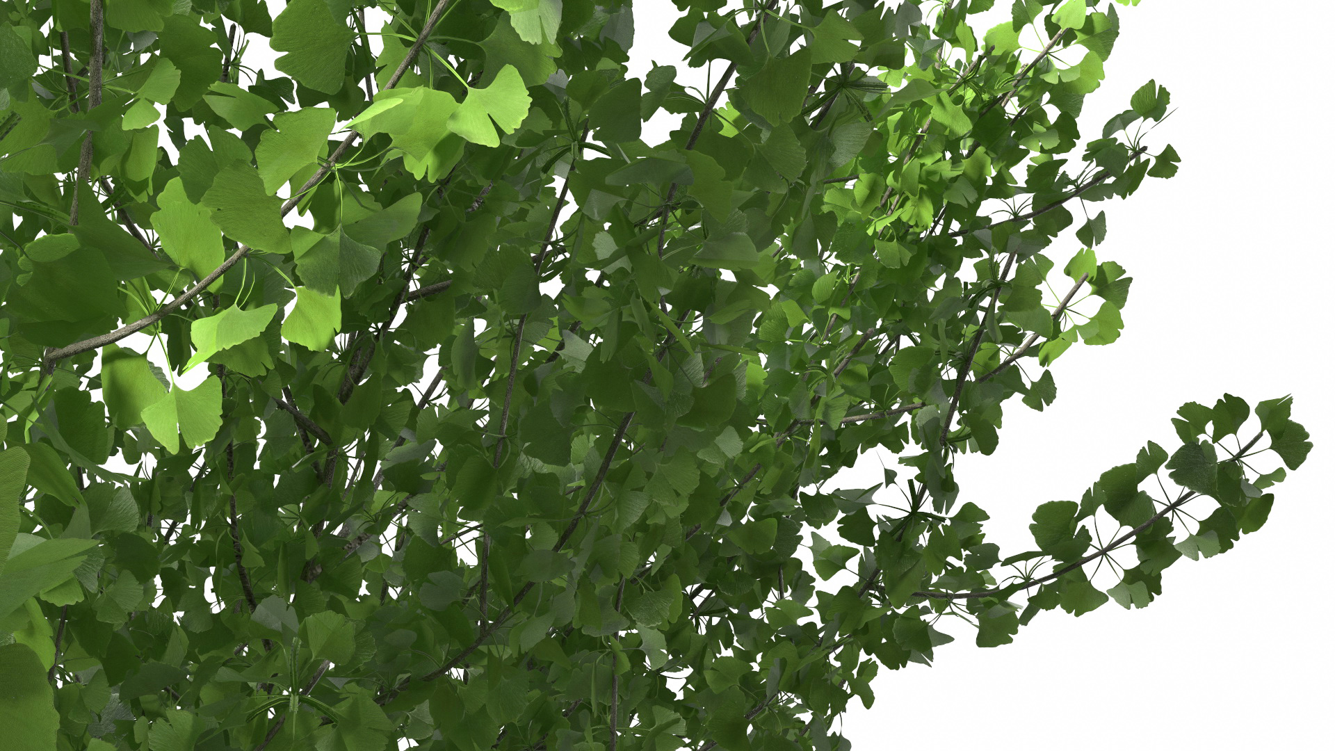 Ginkgo Tree Green 3D