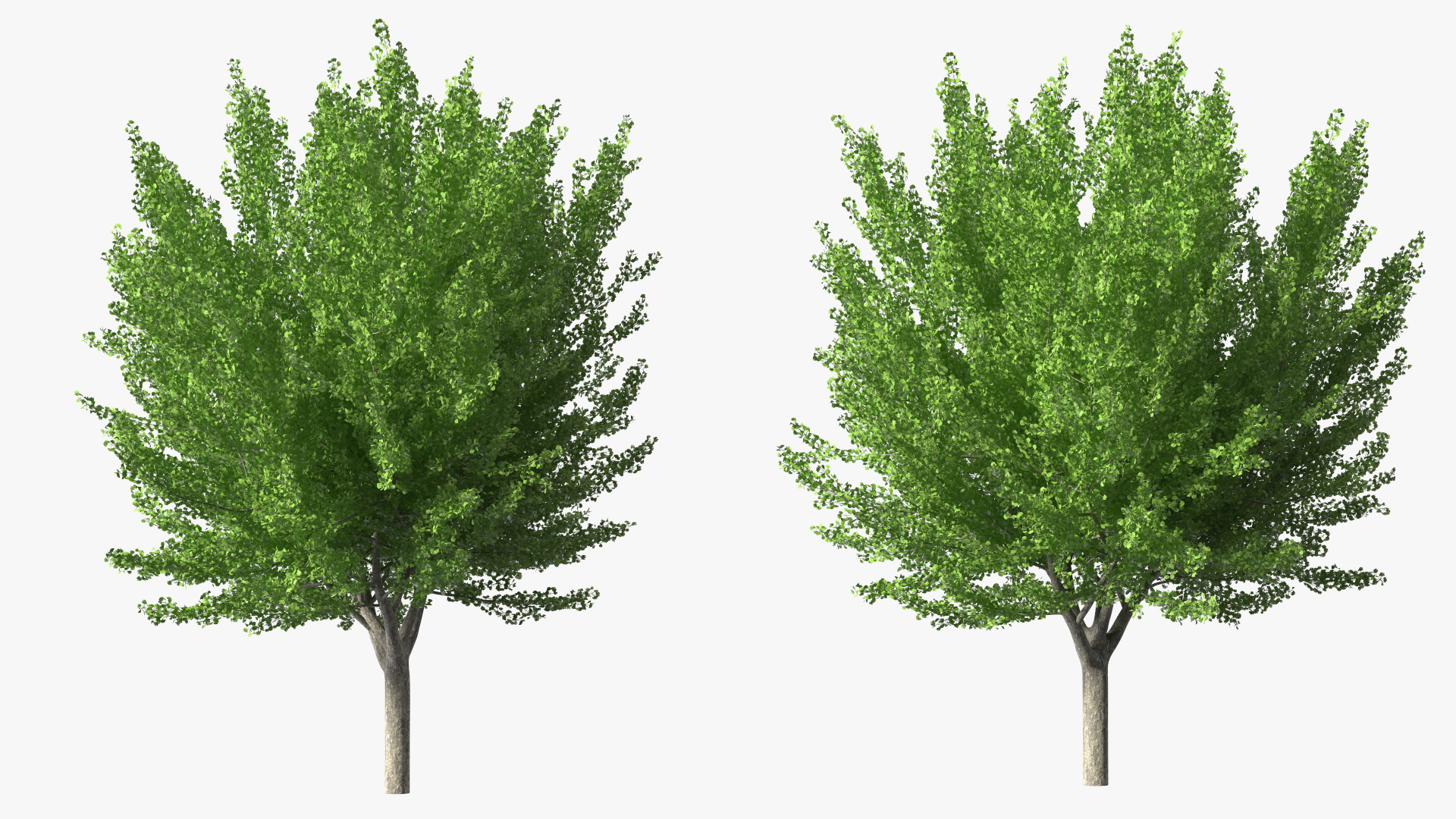 Ginkgo Tree Green 3D