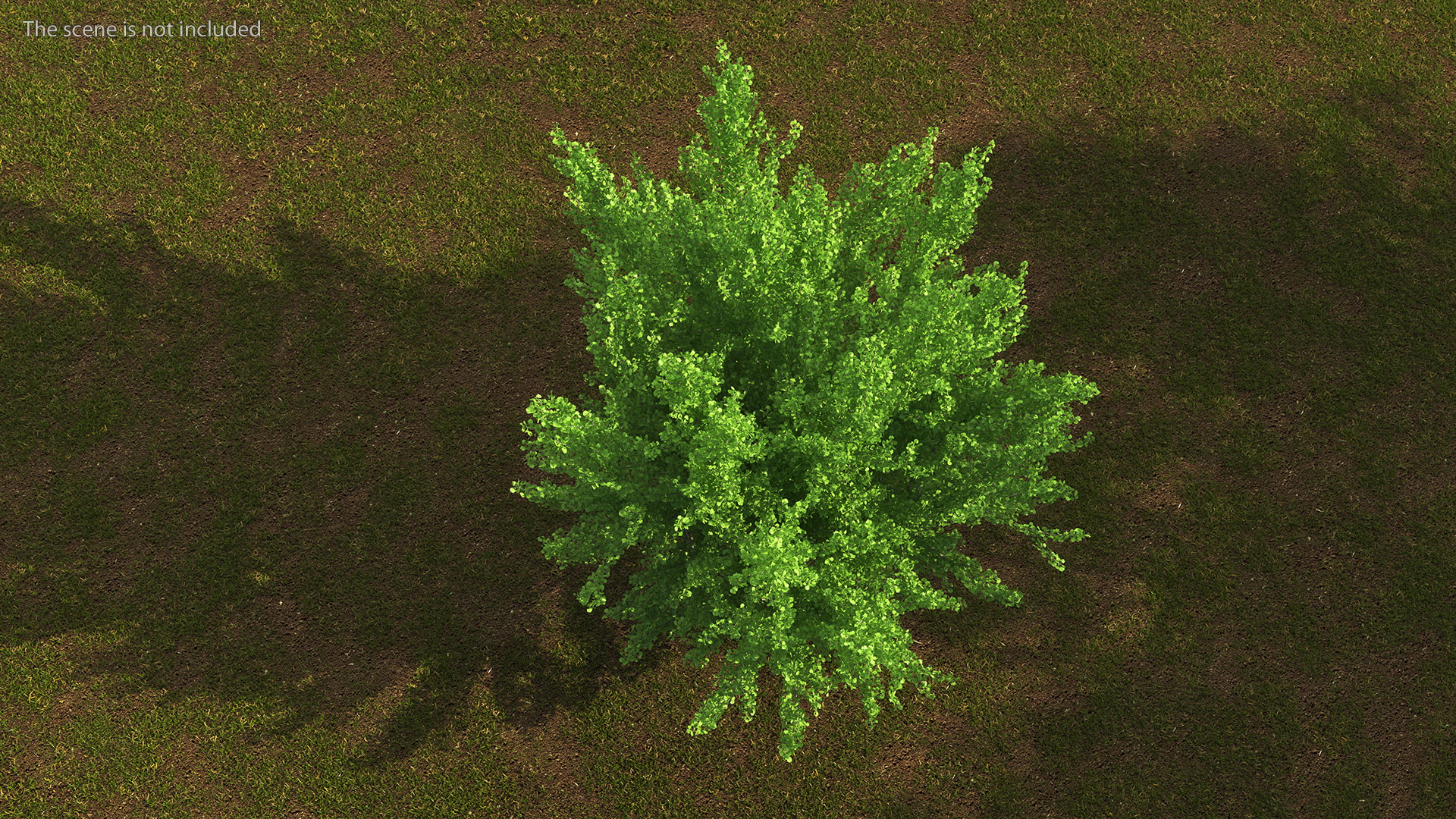 Ginkgo Tree Green 3D