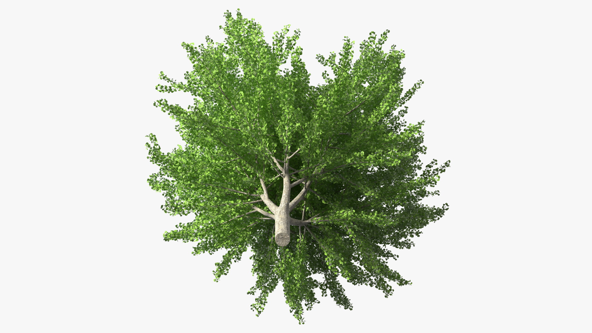 Ginkgo Tree Green 3D
