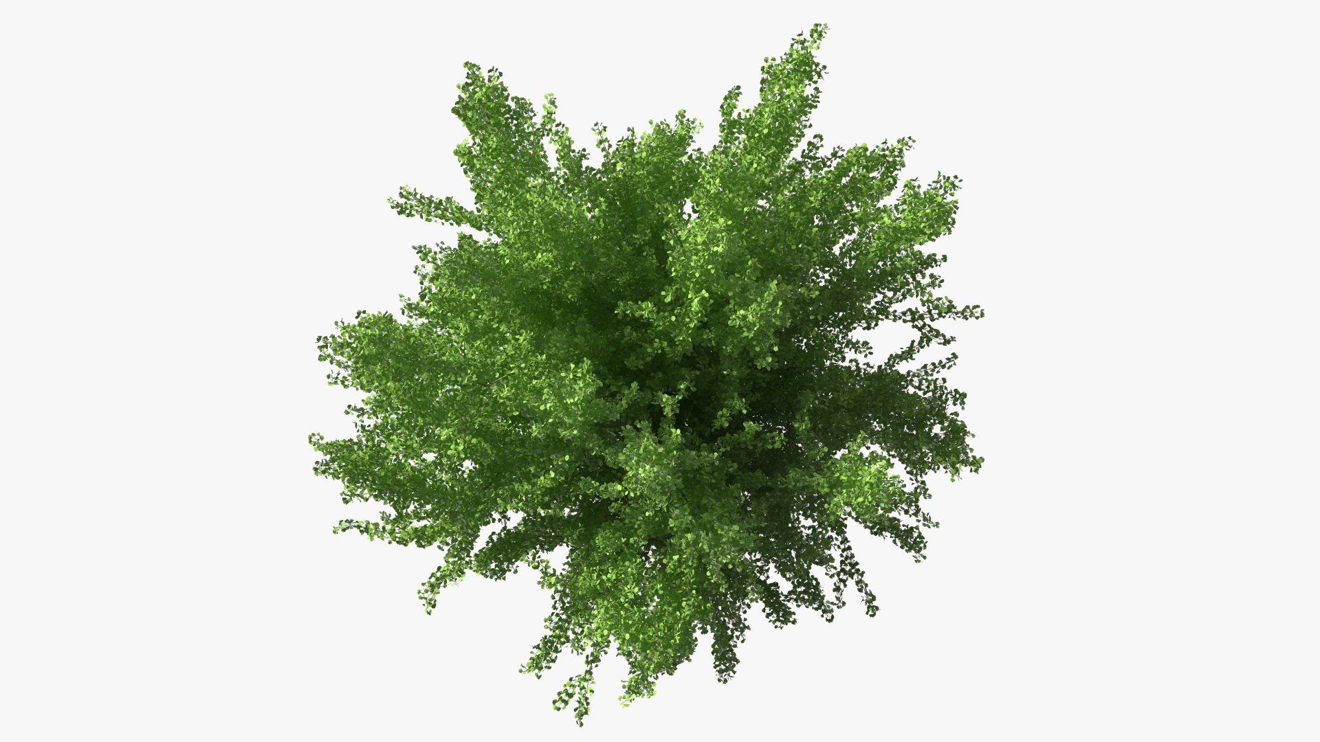 Ginkgo Tree Green 3D
