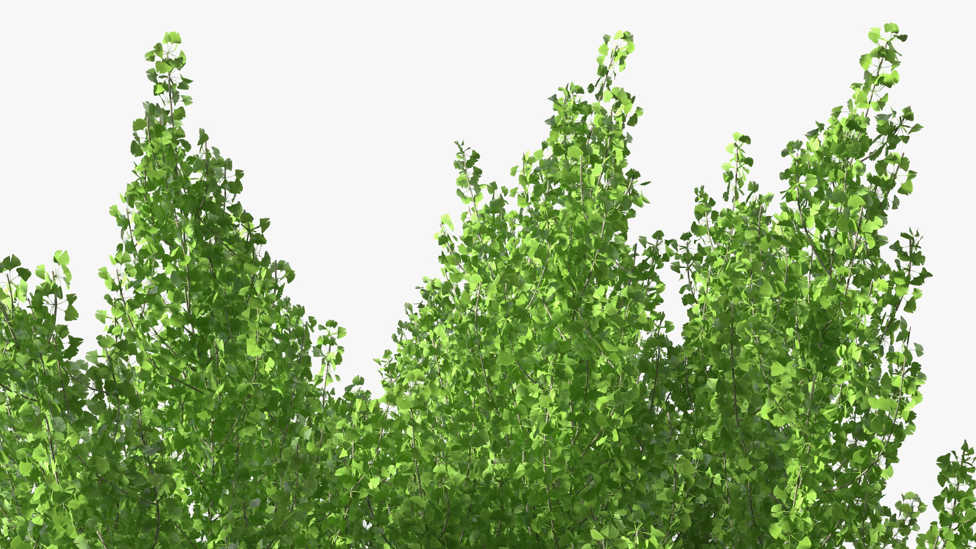 Ginkgo Tree Green 3D