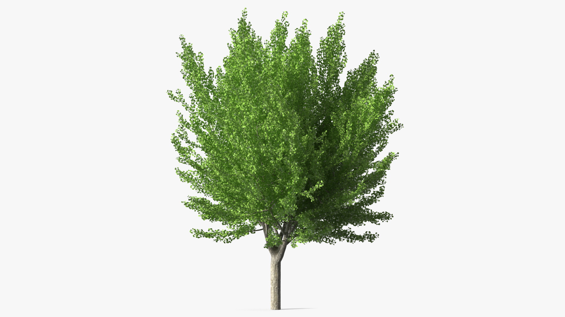 Ginkgo Tree Green 3D