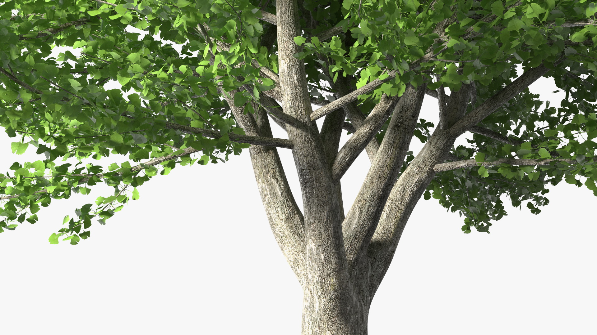 Ginkgo Tree Green 3D
