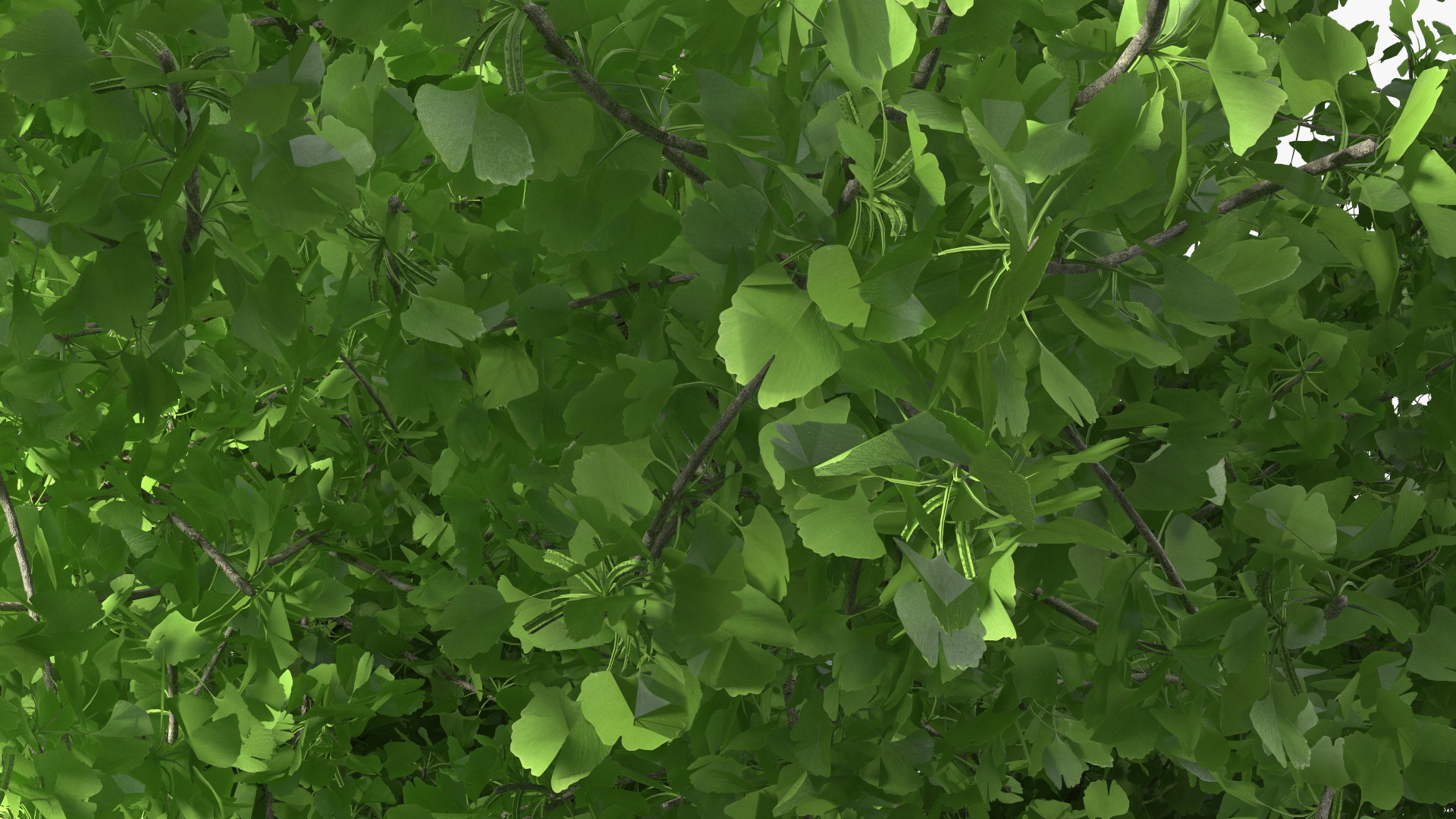 Ginkgo Tree Green 3D