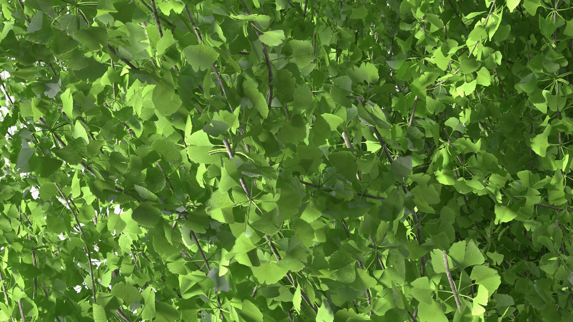 Ginkgo Tree Green 3D