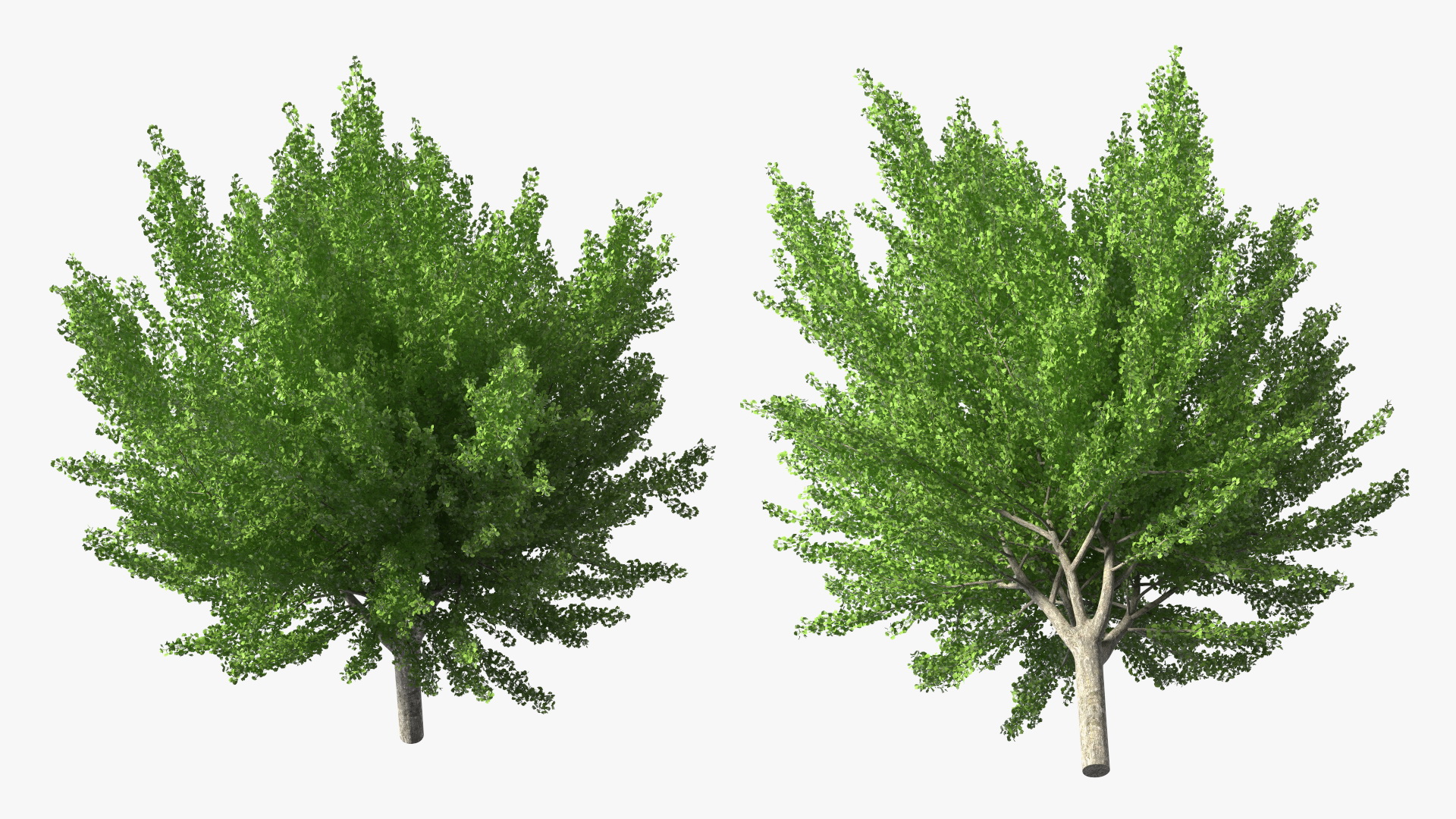 Ginkgo Tree Green 3D