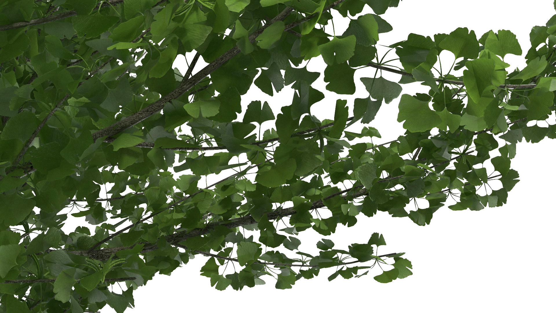 Ginkgo Tree Green 3D