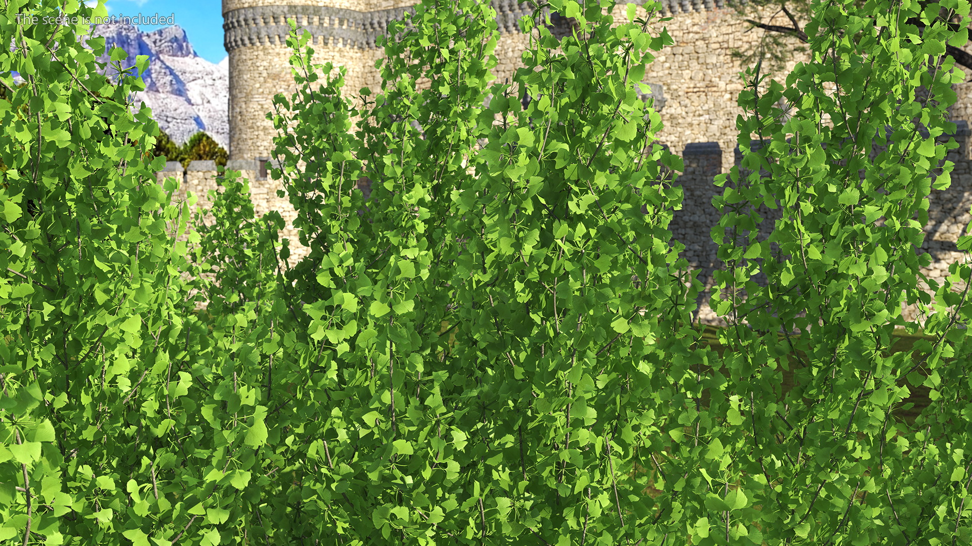 Ginkgo Tree Green 3D