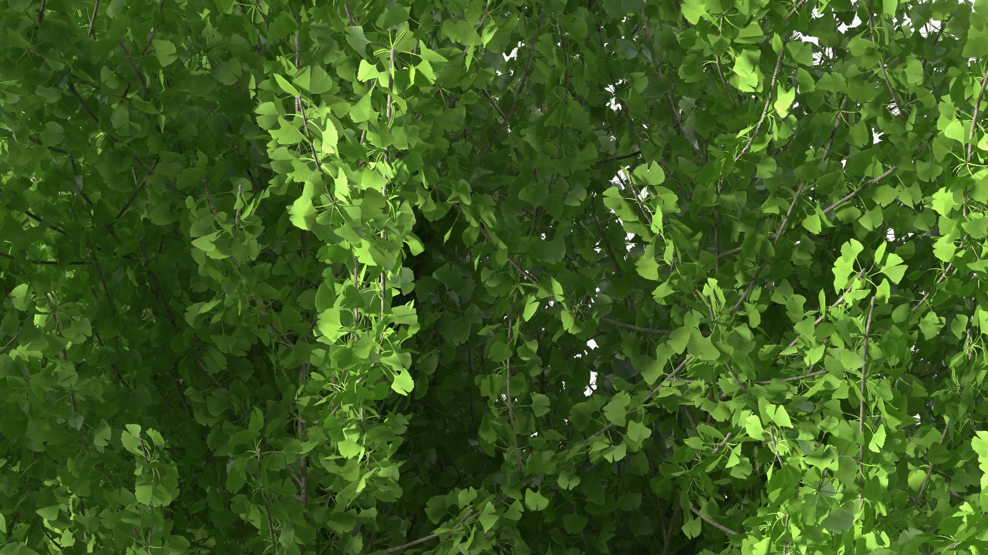 Ginkgo Tree Green 3D