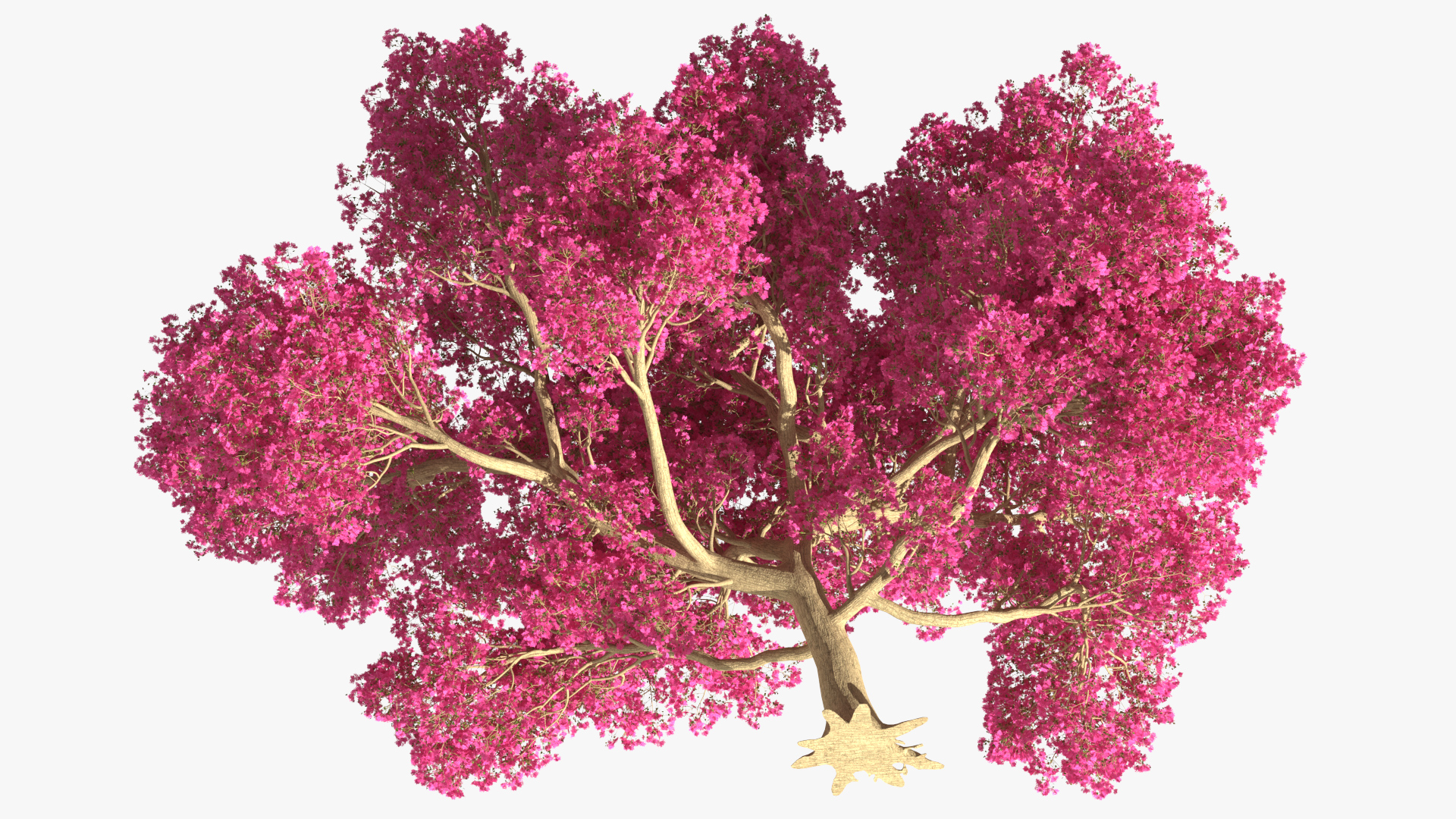 3D model Tabebuia Avellanedae Tree