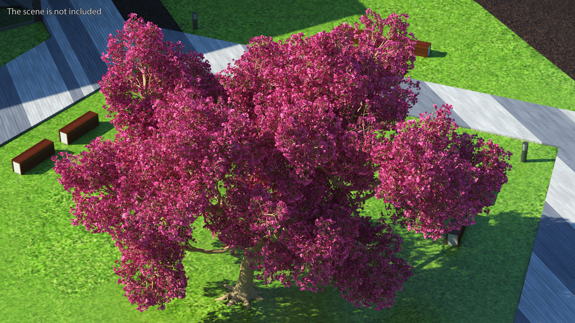 3D model Tabebuia Avellanedae Tree