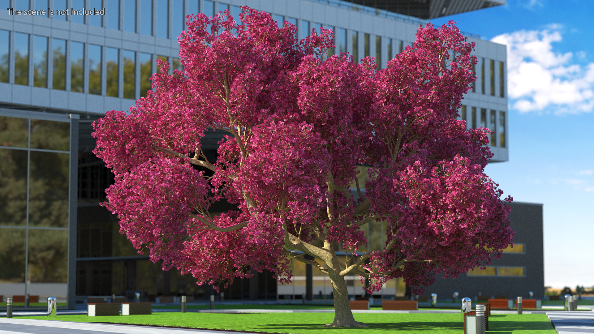 3D model Tabebuia Avellanedae Tree